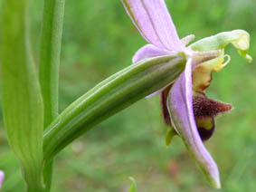 Ophrys apifera